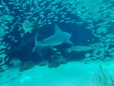 WATCH: Man bitten in leg by shark while swimming off Key West, Florida