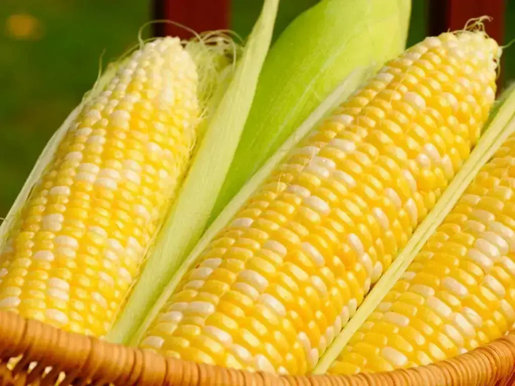 Corn rises as US crop condition ratings decline more than expected