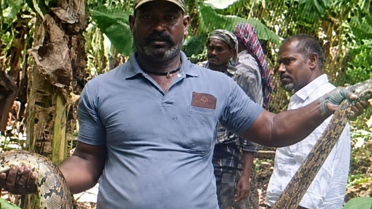 15-foot rock python rescued from banana plantation in Anantapur district