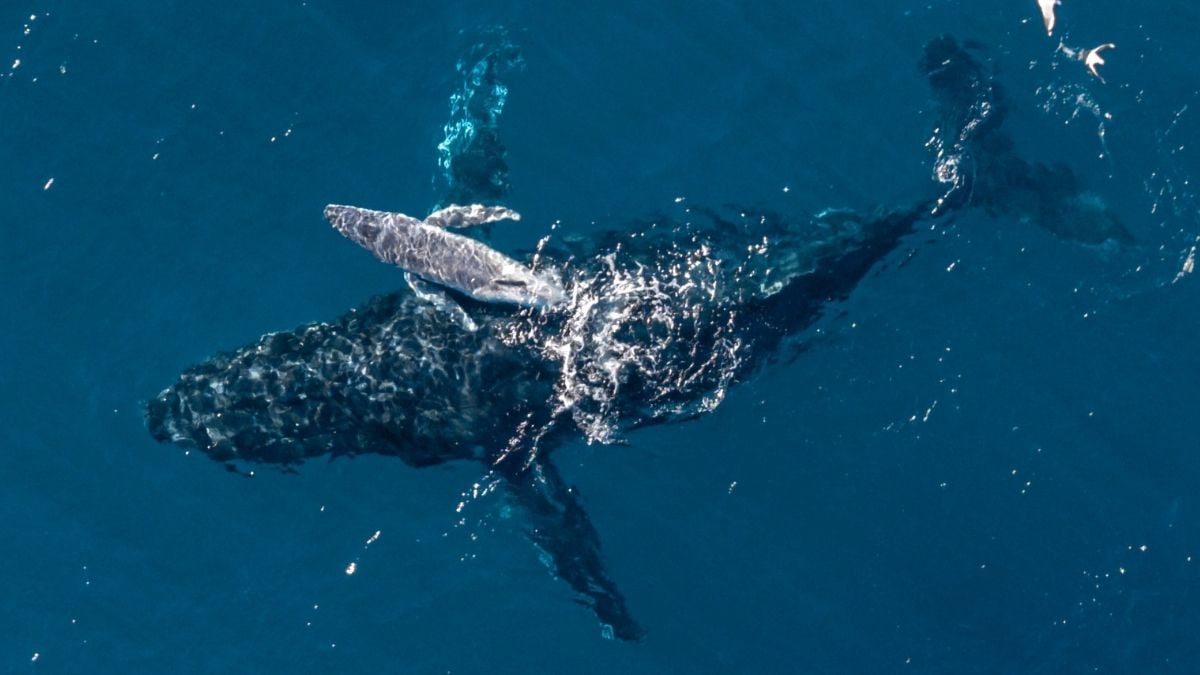 Super Rare Humpback Whale Birth Caught on Drone Camera For The First Time Off The Coast of Australia
