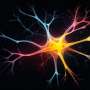 'Supportive' brain cells may actively drive cognitive decline