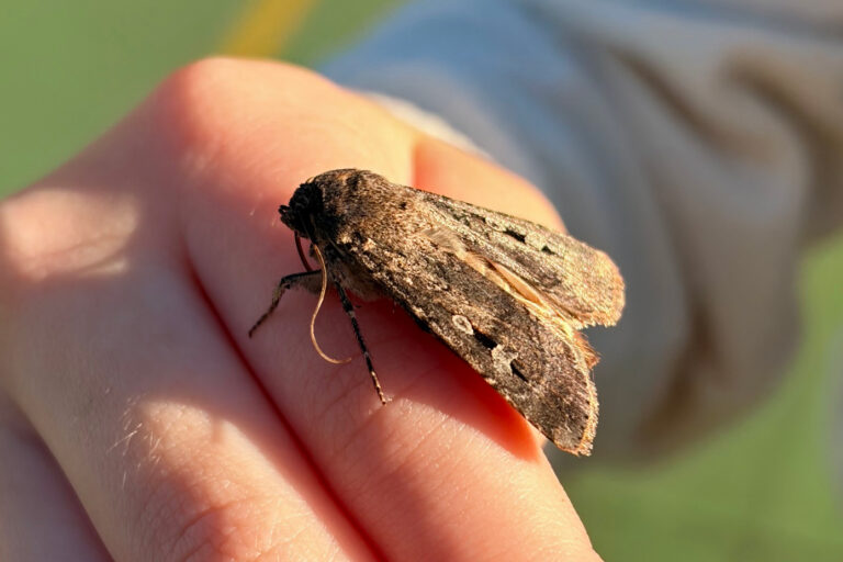 Bogong moths support Australia’s alpine ecosystems, but face uncertain future