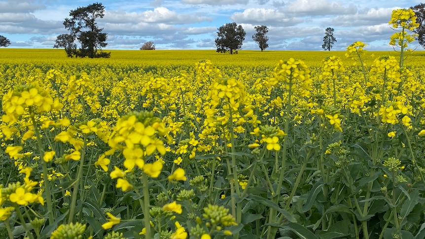 Flowers blooming, birds swooping amid unusually warm 'sprinter'