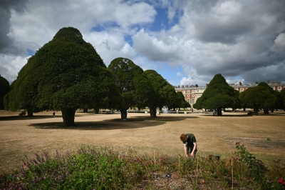 Trees ‘giving up’: Climate change hammers historic English gardens