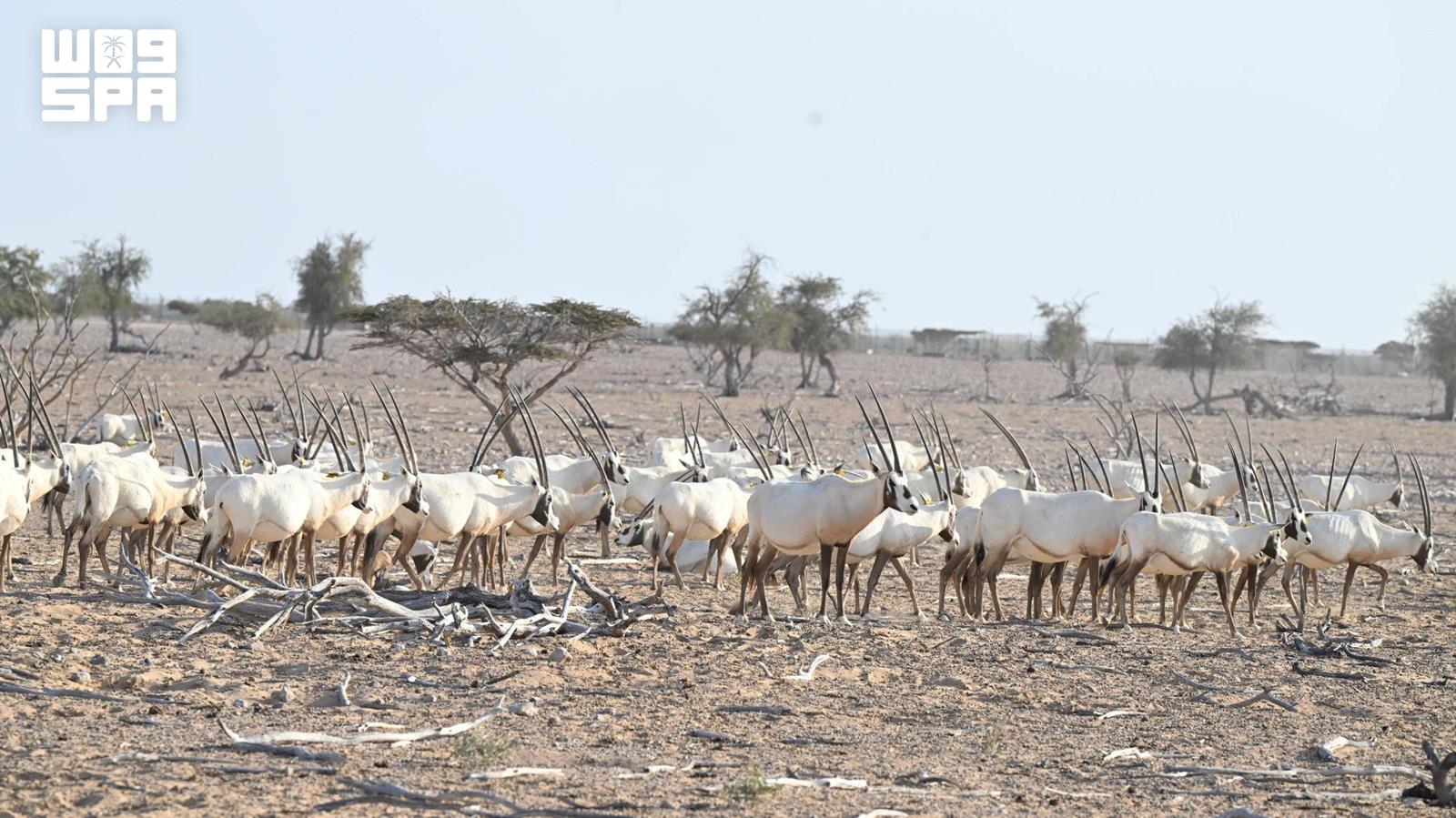 Oman’s nature reserves boost environmental protection, sustainable development