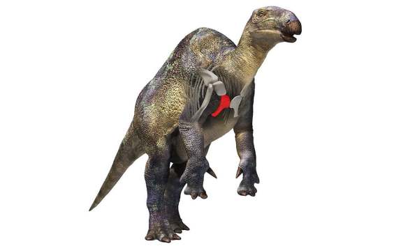Small Iguanodon Fossil Sheds Light on Dino Diversity