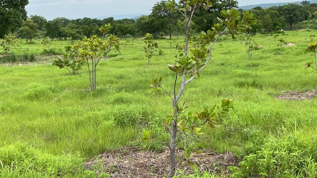 Climate Change is driving excessive agrochemicals use in Upper East Region — EPA