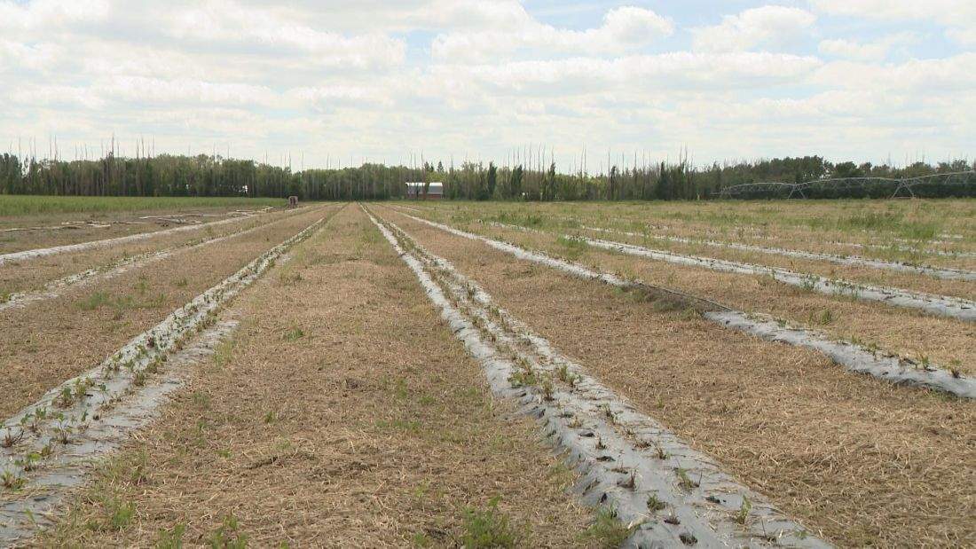 Prairie producers filed more than 4,000 crop insurance claims in stormy July