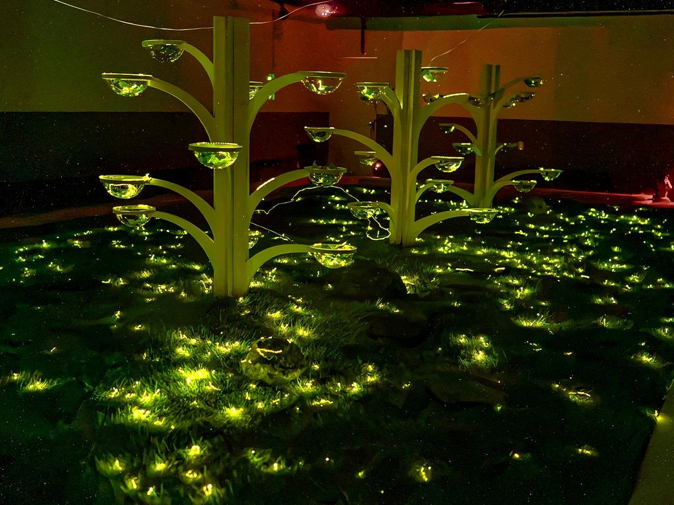 Everland fireflies light up summer darkness