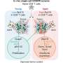 Restoring aging T cell function to make them effective at fighting cancer