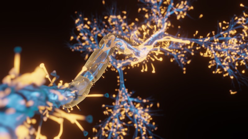 How memories may survive hibernation