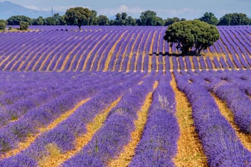 FROM THE ARCHIVES: Incredible medieval town is Spain’s very own Tuscany- famous for its lavender fields