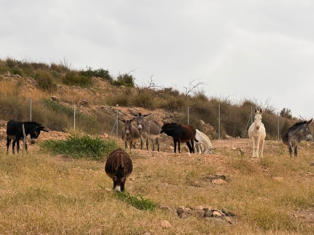 Andrea’s Animal Rescue hosts charity excursion to Benidorm this September