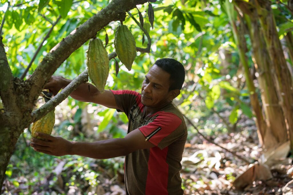 Chagras: An Amazonian Model for the Future of Agriculture