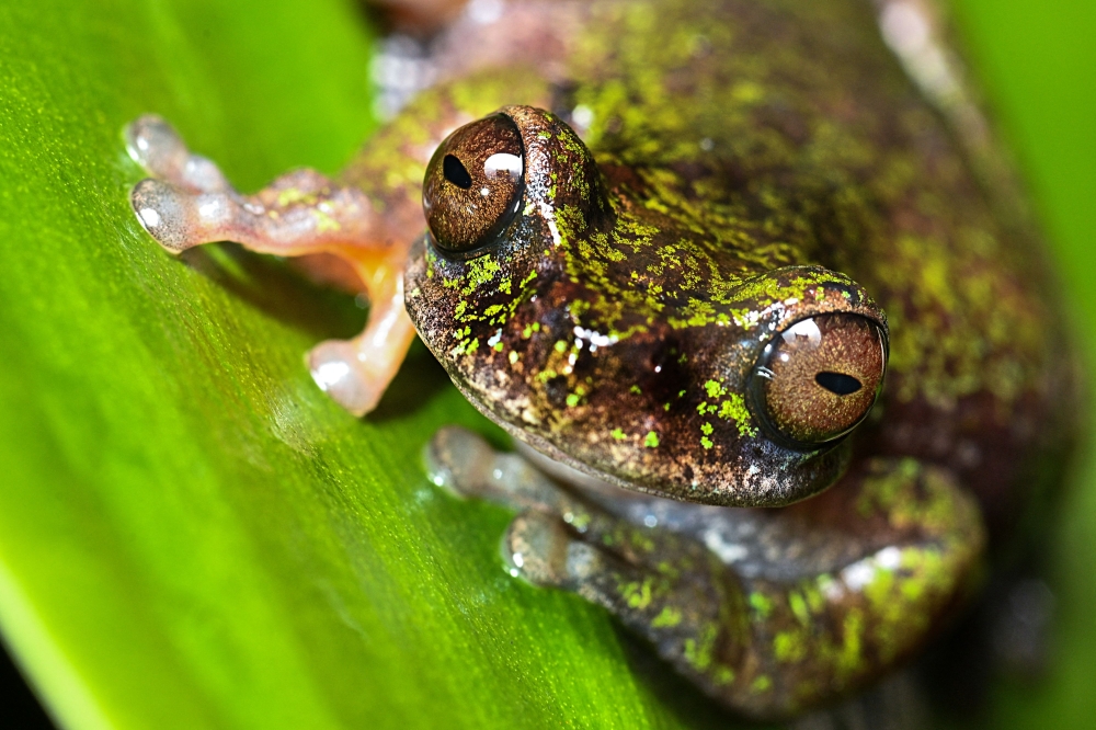 New tiny frog species discovered in Costa Rican coffee fields