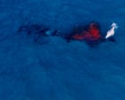 Rare moment humpback whale gives birth captured by drone off Australian coast – video