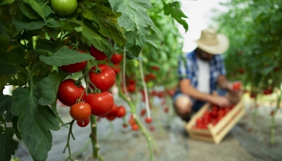 World braces for new wave of food price surges due to Middle East, Ukraine wars, FAO warns