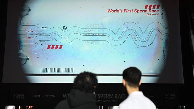The Sperm Race Hong Kong