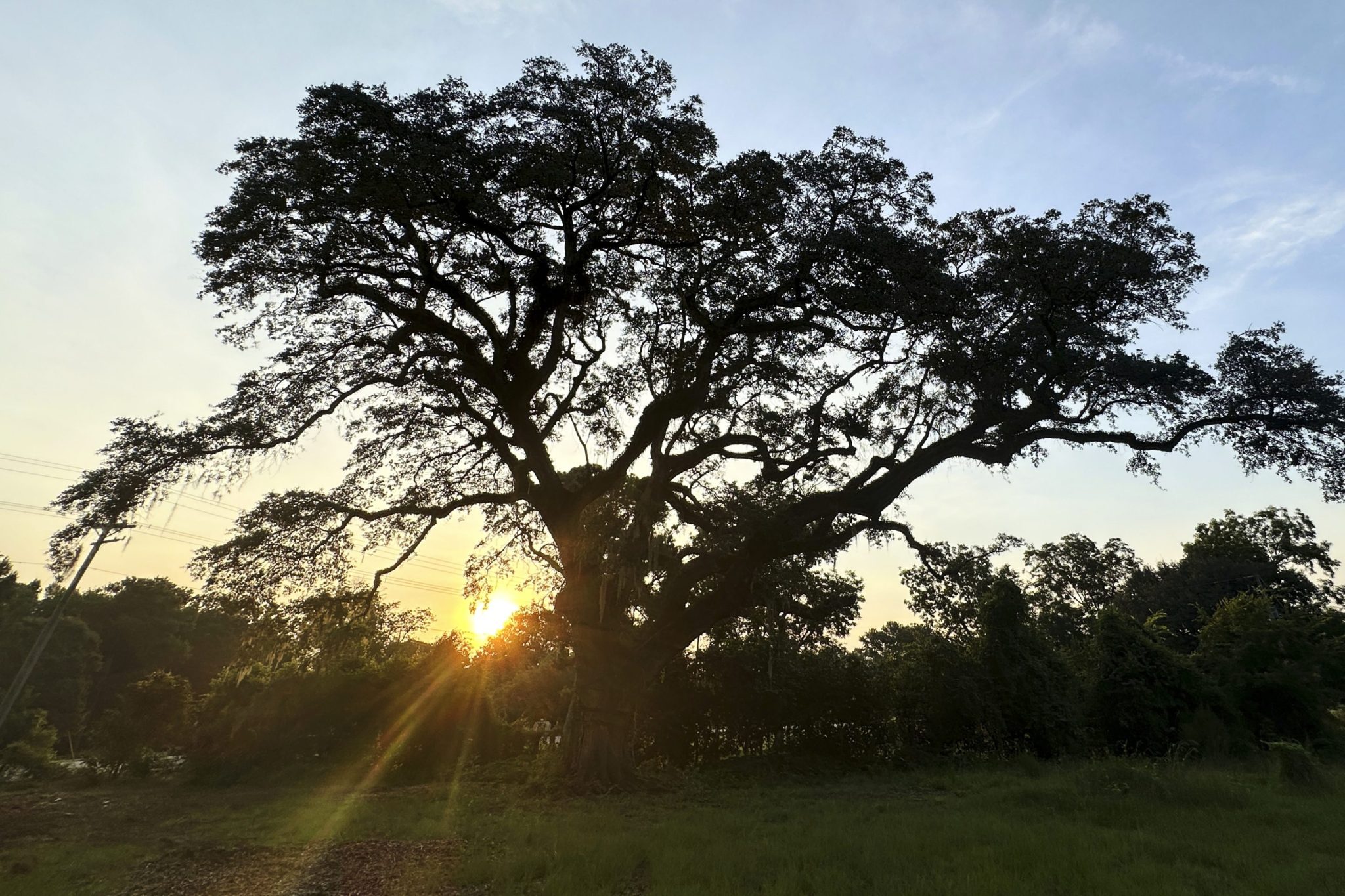‘It’s very rare to have a witness tree’: Arborists try to save tree that dates to 50 years before Revolutionary War
