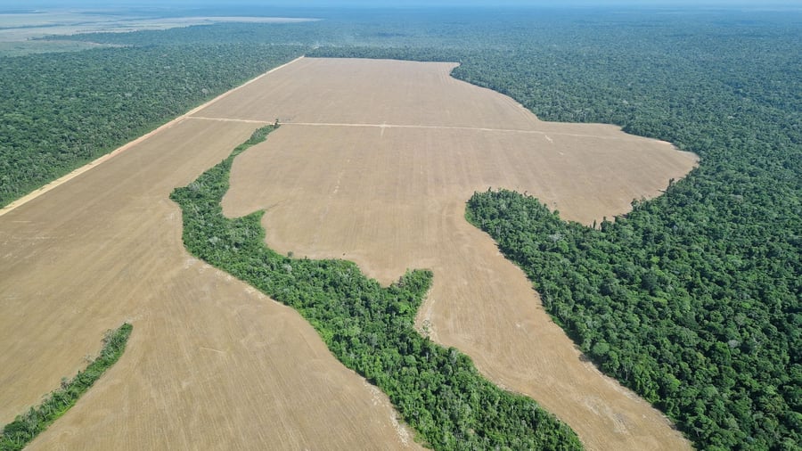 Environment: Amazon deforestation at ten-year low