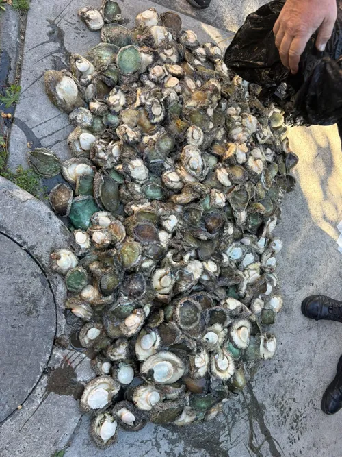 More than 1000 abalone seized in 24 hours