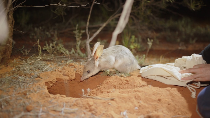 Bilbies released into Qld national park where they were once extinct