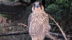 Injured peregrine reunion 'brought tears to eyes'
