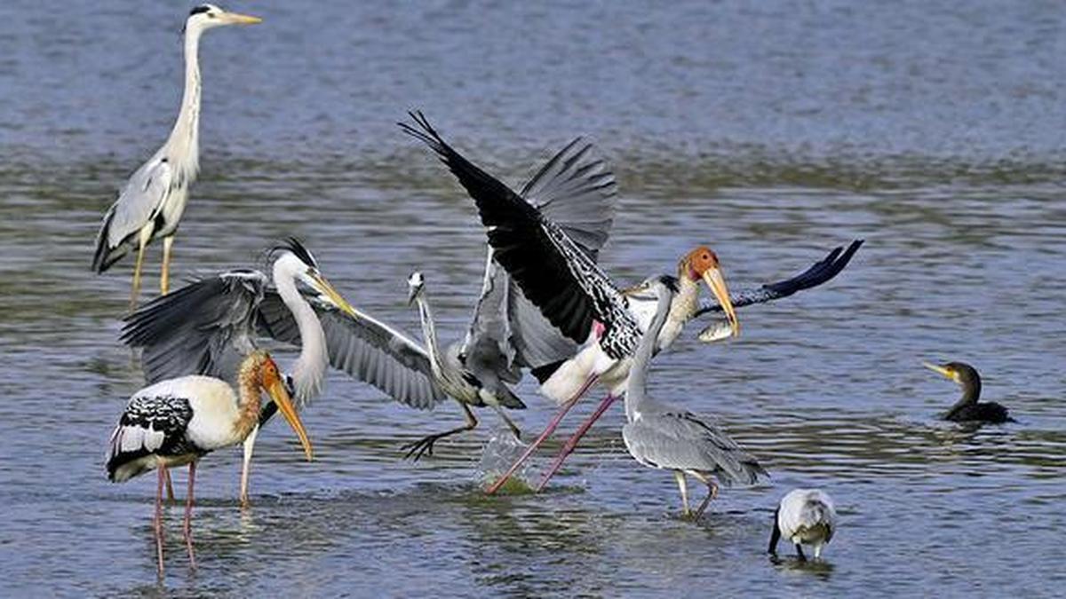 ATREE unveils LakeRevive tool for science-based lake restoration