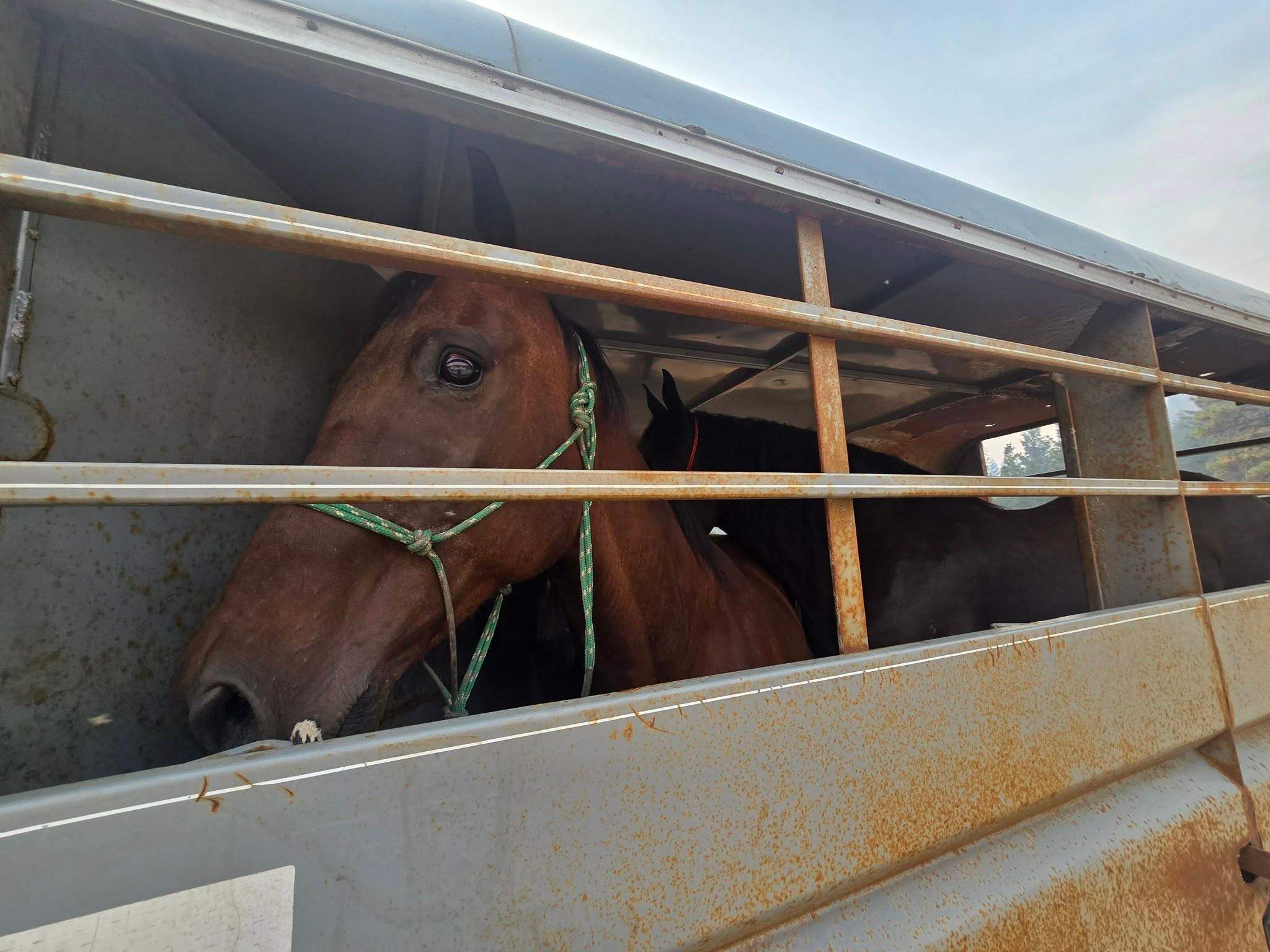 As massive B.C. wildfire raged, groups worked to rescue livestock, animals