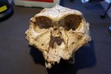The Human Family Tree May Need an Update — Here's Why