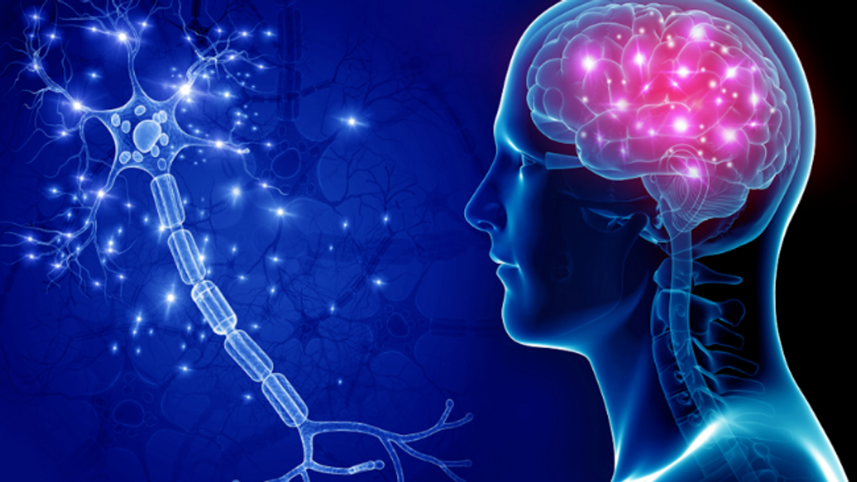 Carbohydrates played key role in human brain evolution, study finds