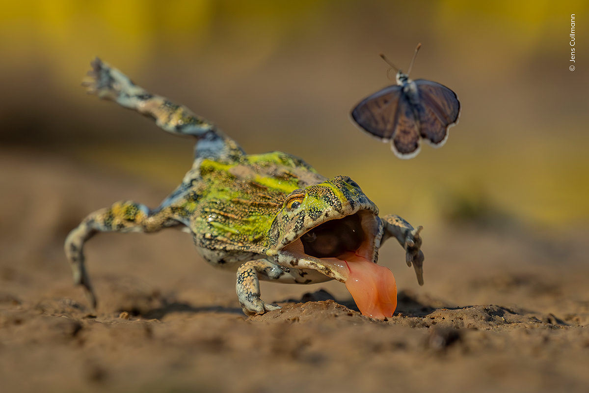 Take a sneak peek at these incredible photos from the world’s best wildlife photography competition before the big winners are announced!