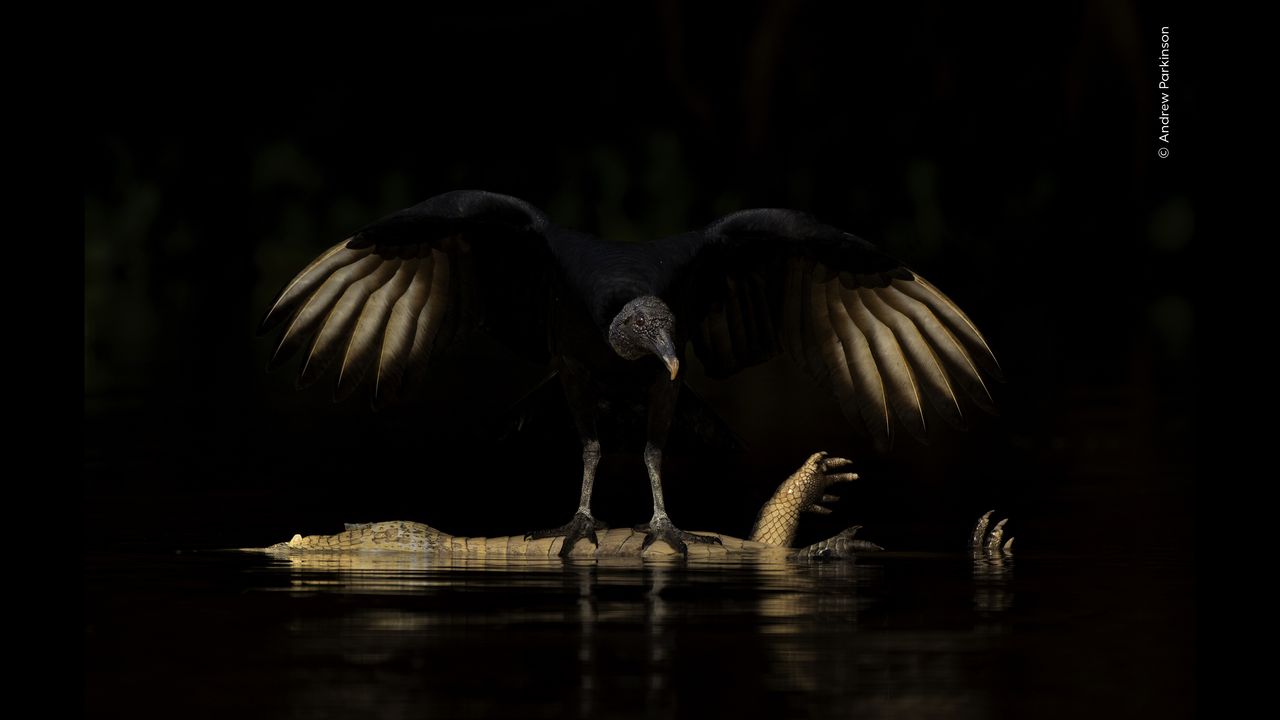 From an unlikely friendship to a leopard’s clumsy maneuver: the world’s leading wildlife photography competition reveals a sneak peek of this year's extraordinary images