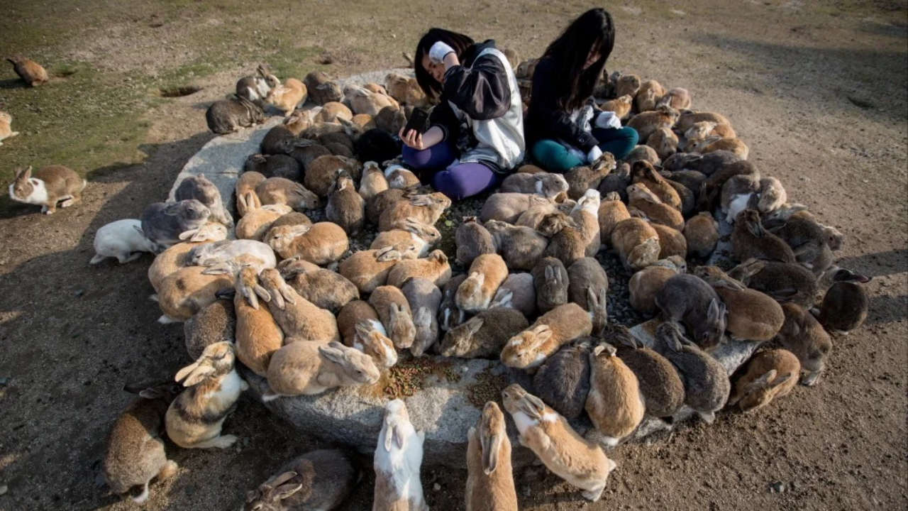 1903 Laysan Island rabbit release stripped island bare, drove 3 bird species extinct
