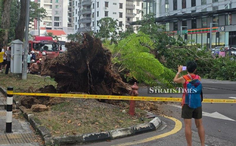 Family of 3 injured after tree falls on car in Penang