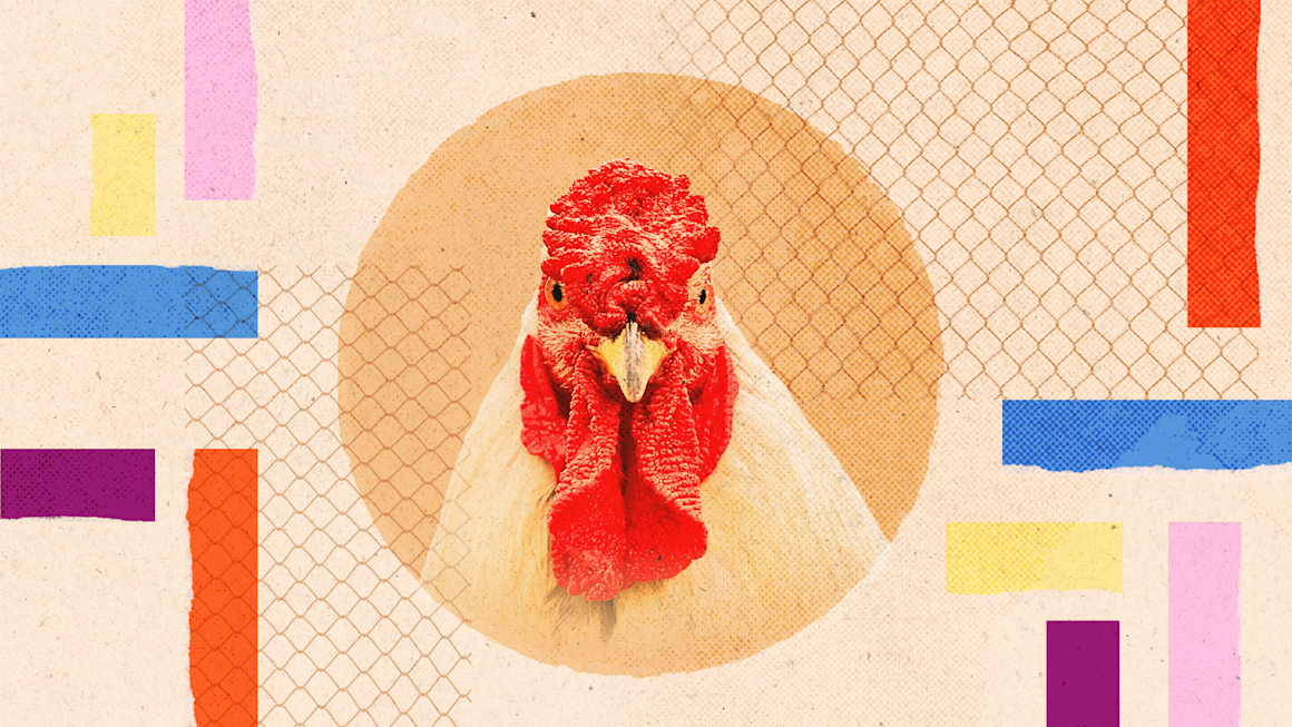 How chicken conquered the world