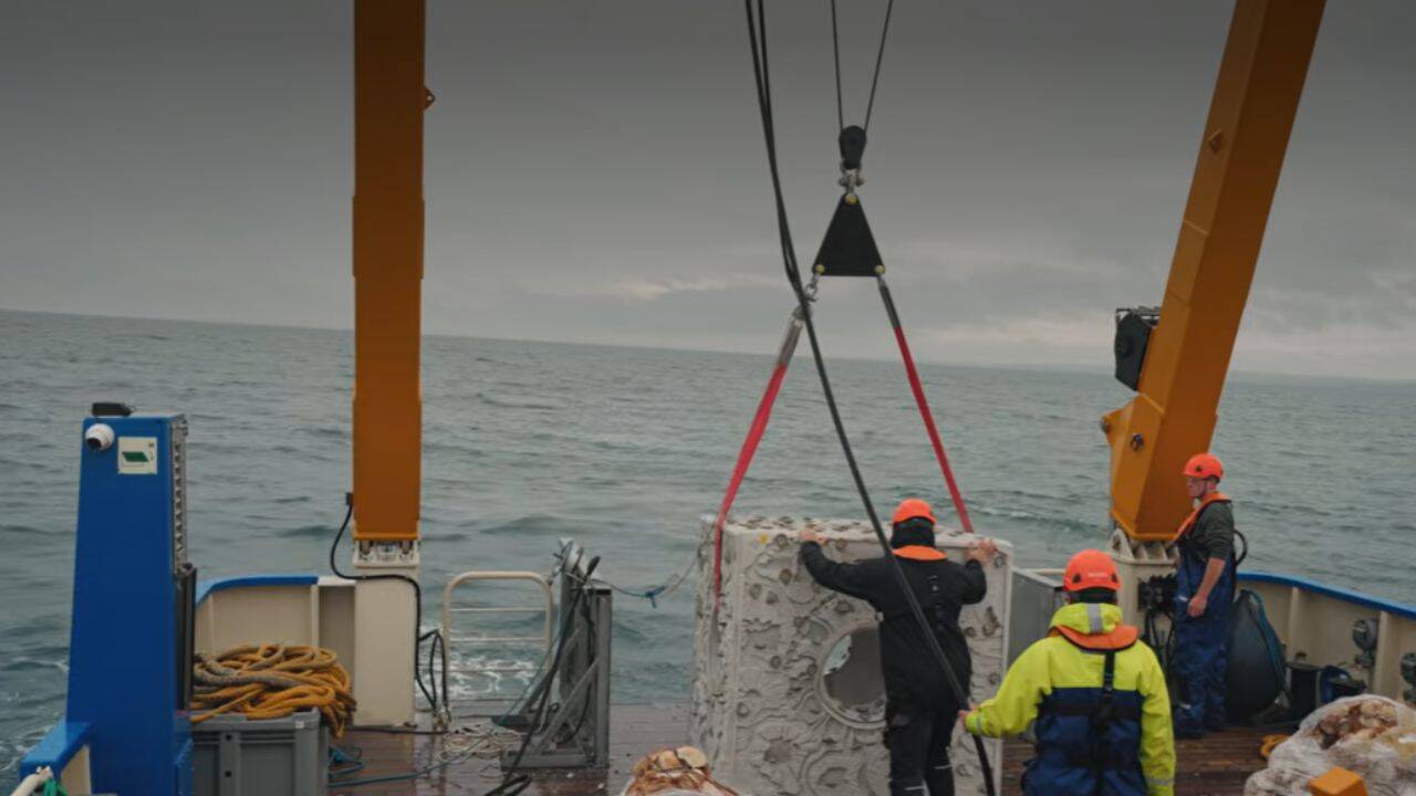 Britain drops reef cubes and shells to revive native oysters