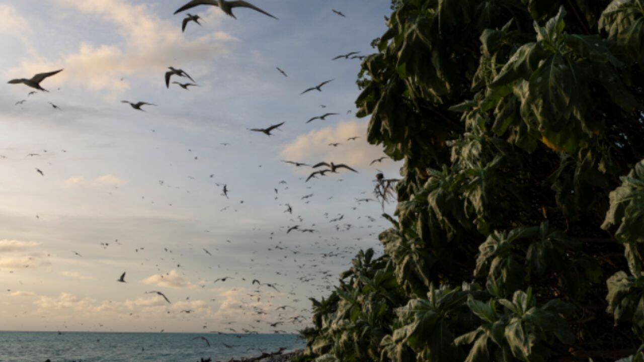 Palau removed invasive rats; fish biomass jumped 183% in one year