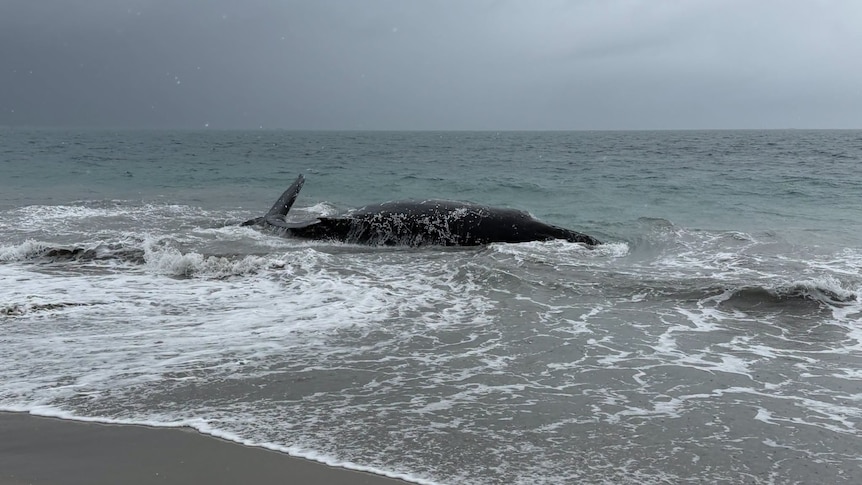 Breaking: Humpback whale beached at Port Kennedy in Perth's south