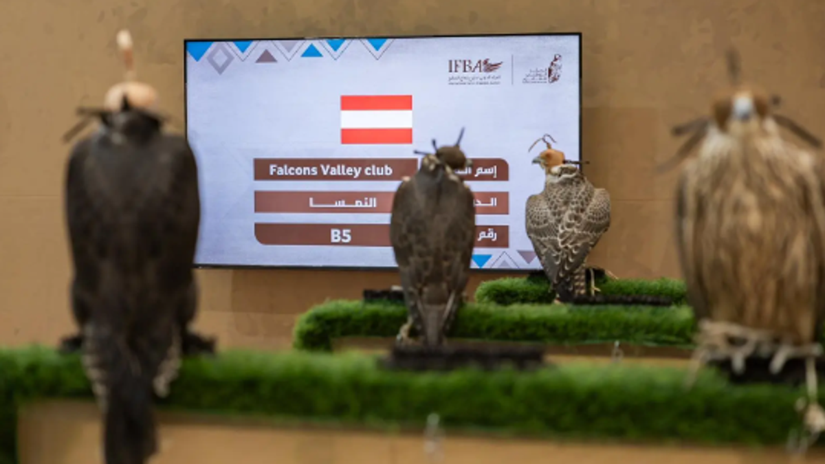 Austrian falconer: International falcon breeding auction boosts European confidence