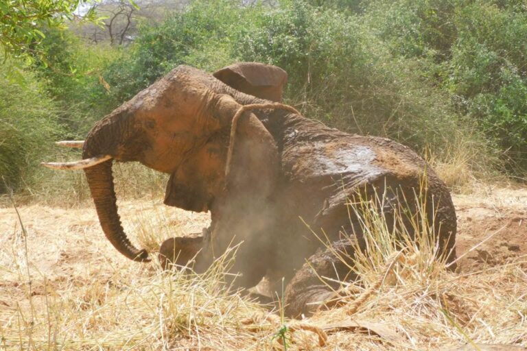 Kenyan investigators arrest 4 people linked to 18 Amboseli elephant deaths