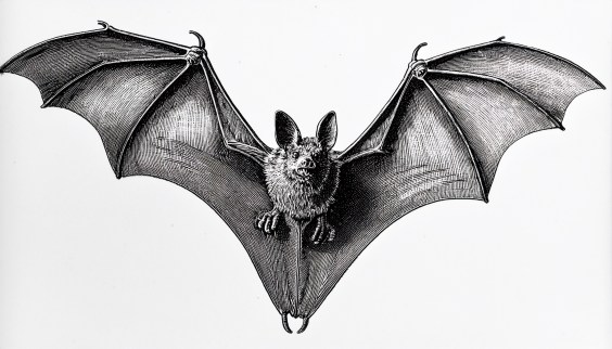 What’s the Secret to Bats’ Super Longevity?