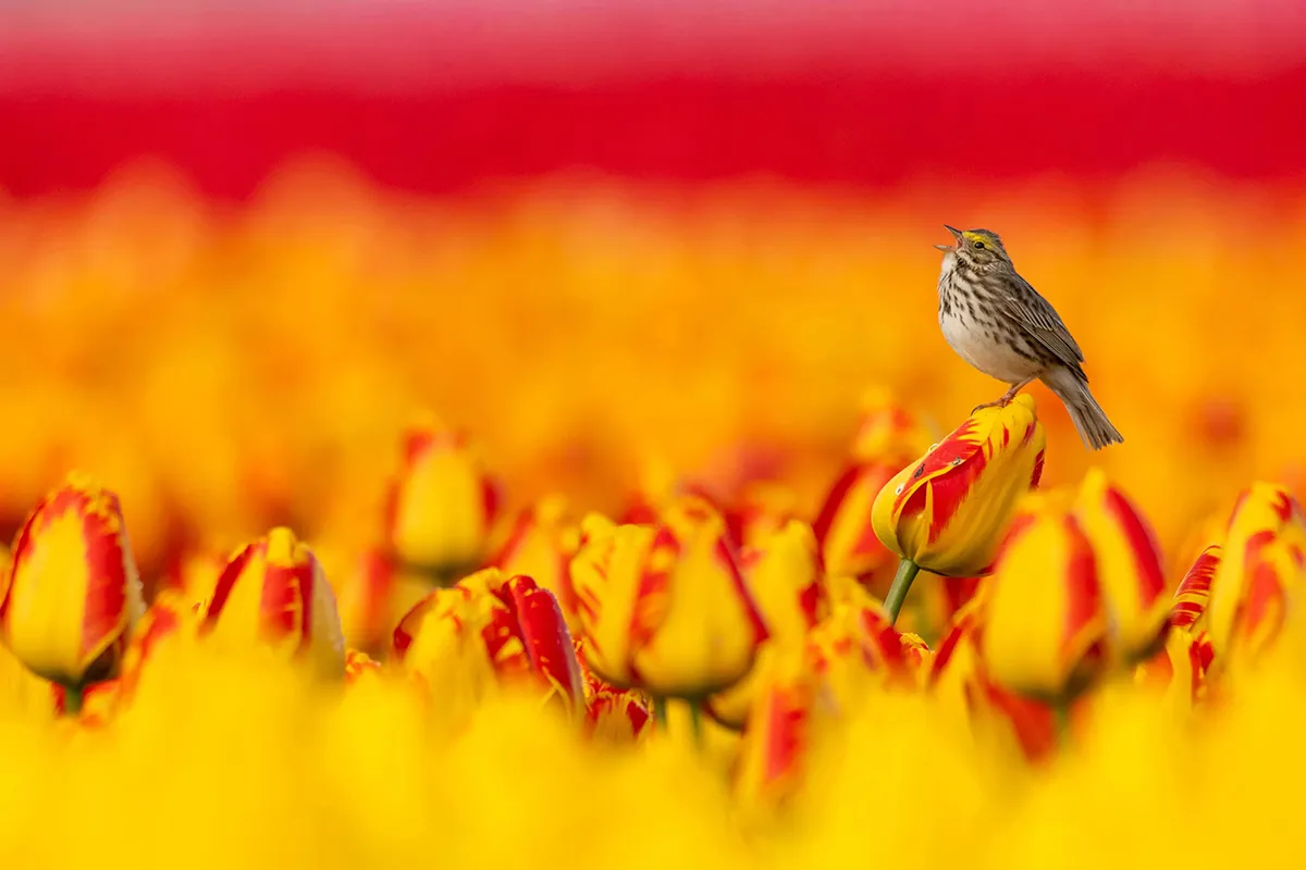 Best photography competitions to enter in 2026