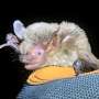 Bat DNA adaptations may connect virus defense, longevity and cancer resistance