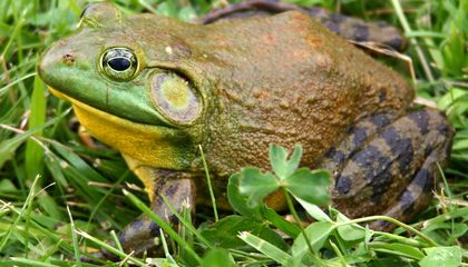 This Deadly Shellfish Poisoning Has No Antidote. A Protein Found in American Bullfrogs Could Change That