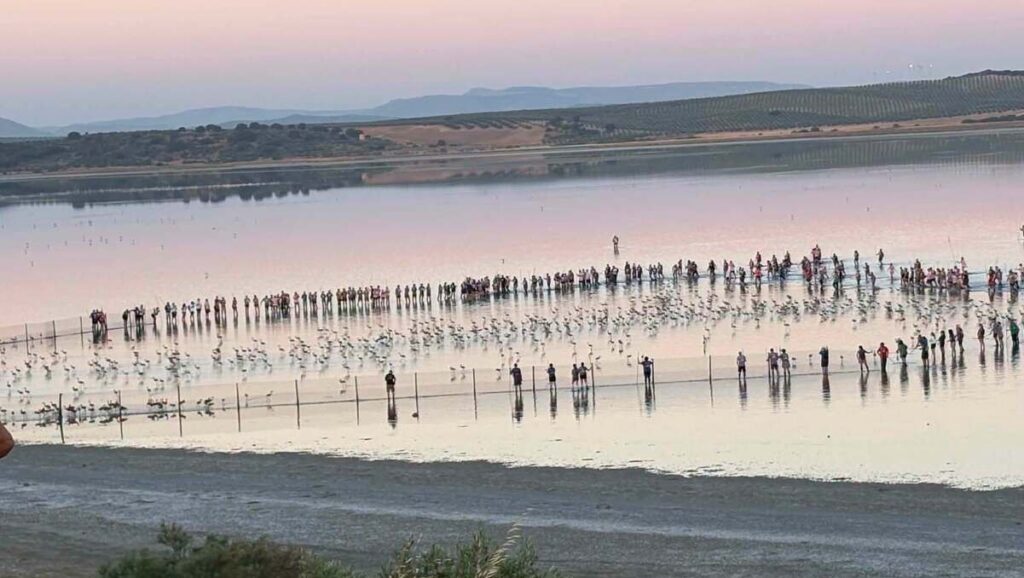 600 flamingo chicks ringed at Malaga lagoon in 40th anniversary event