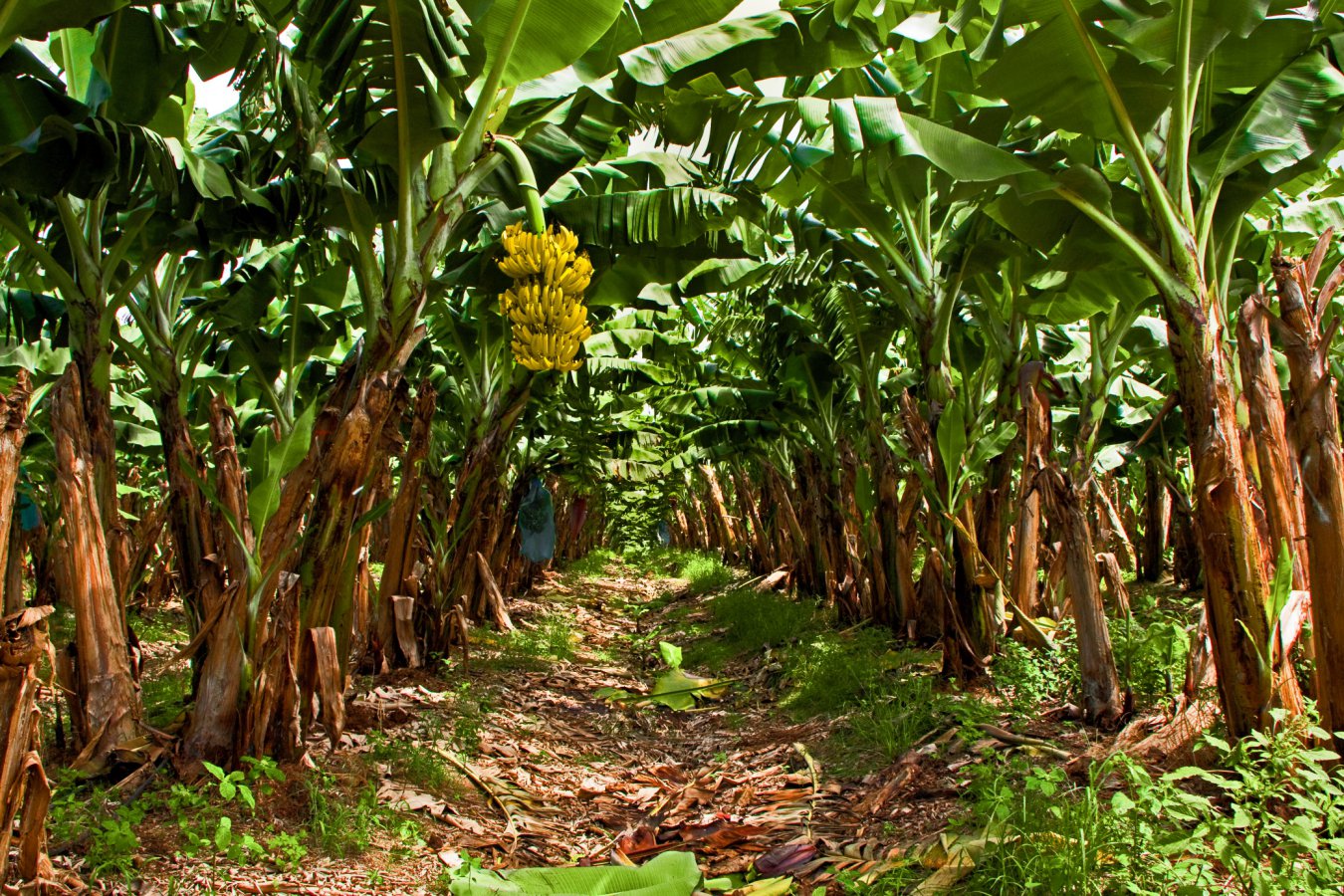 The quest to save the bananas we love so much makes scary reading