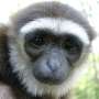 Looking into the eyes of gibbons: New noninvasive eye-tracking study features these little-studied apes