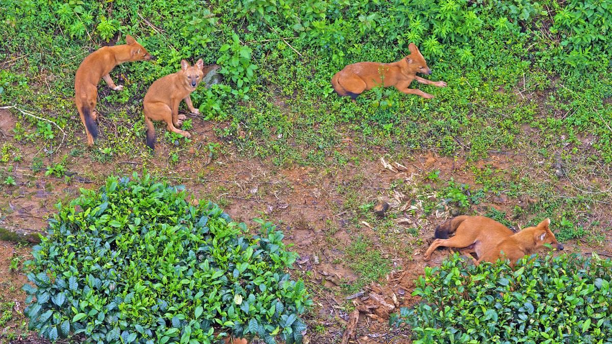 Bahar Dutt on ‘Shared Spaces’: Human beings are not outside nature