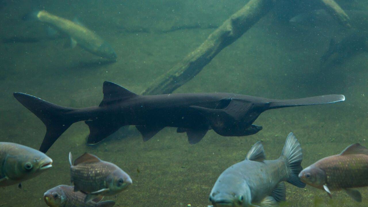 87-lb paddlefish tagged in 2007 caught again at 98 lbs, 18 years later